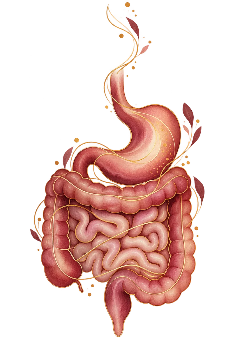 Ilustración suave del aparato digestivo y su conexión nerviosa
